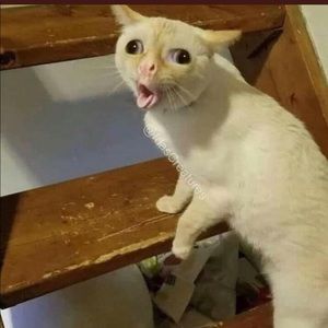 Meet your Posher, Jack